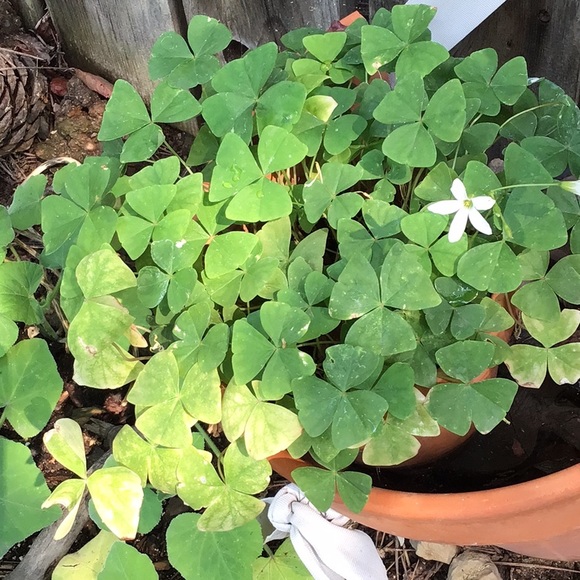 Light & Sheer Ruffle Tank Top - Picture 9 of 10
